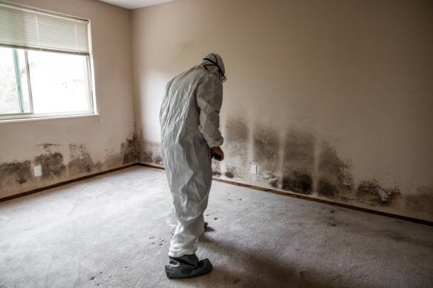 Best Industrial Mold Remediation  in Napa, CA